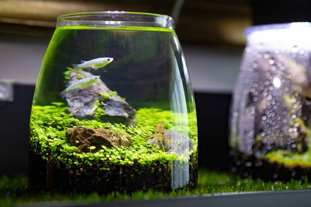 緑と暮らそう ボトルアクアリウムで水草を育てよう スマｅマガジン